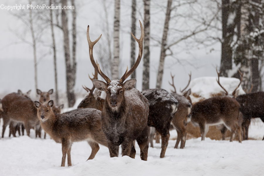 Animal, Deer, Mammal, Wildlife, Ice, Outdoors, Snow