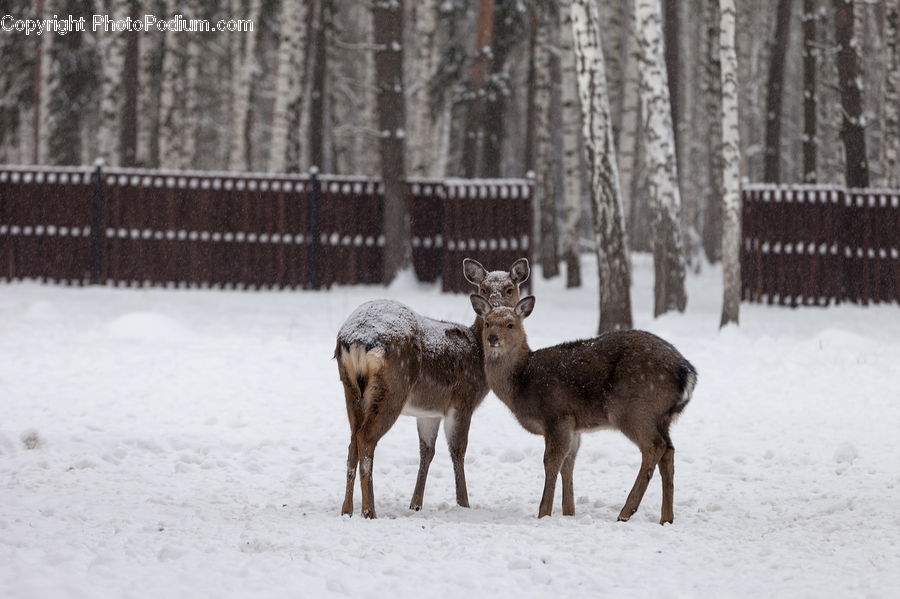 Ice, Outdoors, Snow, Animal, Deer, Mammal, Wildlife