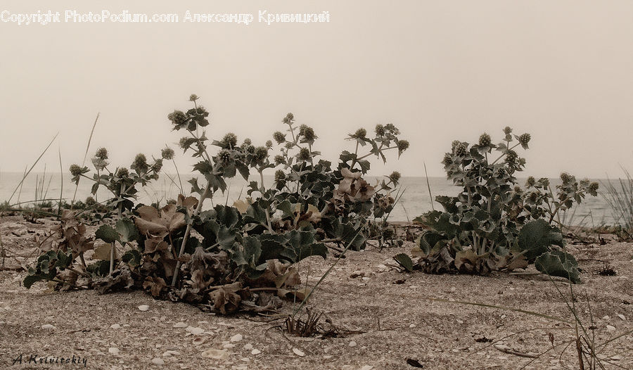 Bonsai, Plant, Potted Plant, Tree, Ivy, Vine, Soil