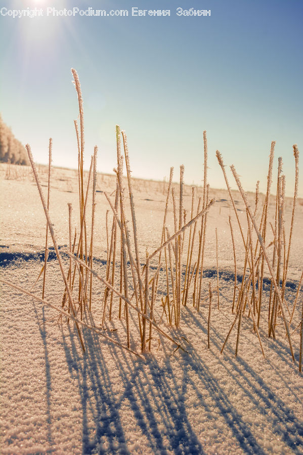 Grain, Grass, Plant, Wheat, Reed, Field, Grassland
