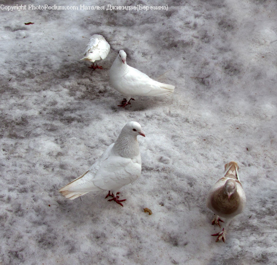 Bird, Dove, Pigeon
