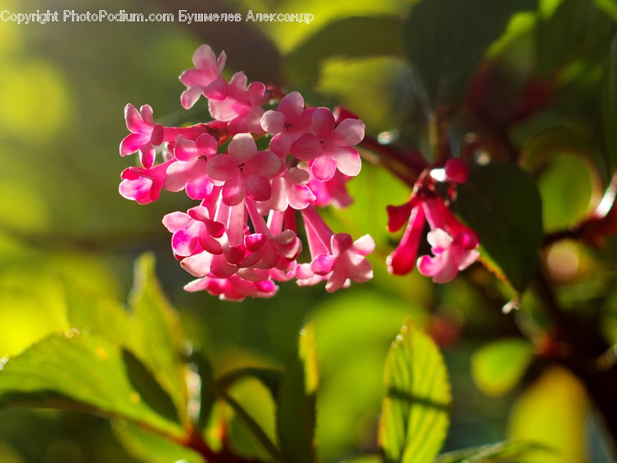 Blossom, Flora, Flower, Plant, Geranium, Bush, Vegetation