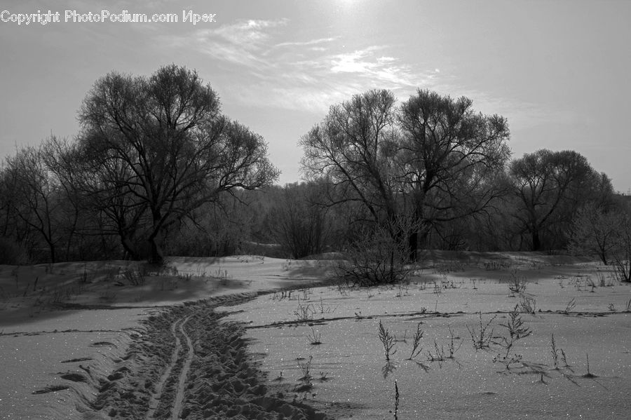 Plant, Tree, Countryside, Outdoors, Sand, Soil, Oak