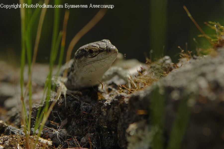 Amphibian, Frog, Wildlife, Lizard, Reptile, Moss, Plant