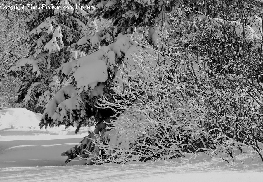 Ice, Outdoors, Snow, Plant, Tree, Conifer, Fir