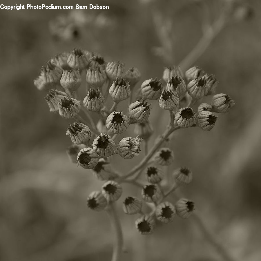 Apiaceae, Blossom, Plant, Flora, Flower, Asteraceae, Aster