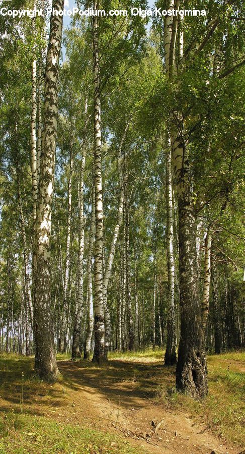 Forest, Vegetation, Birch, Tree, Wood, Grove, Land