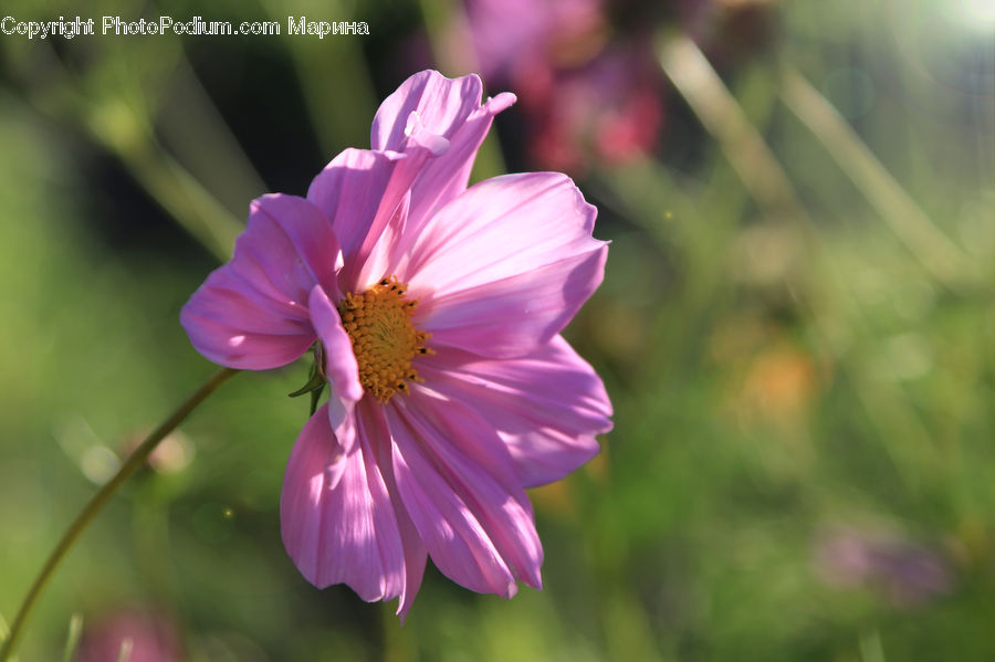 Cosmos, Blossom, Flora, Flower, Plant, Asteraceae, Daisies