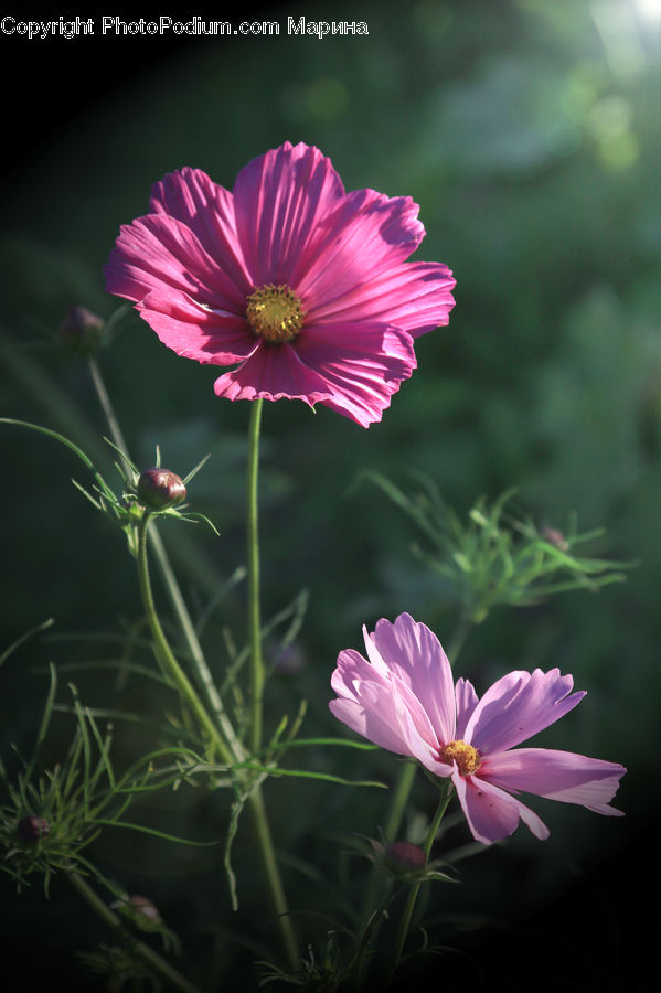 Cosmos, Blossom, Flora, Flower, Geranium, Plant, Apiaceae