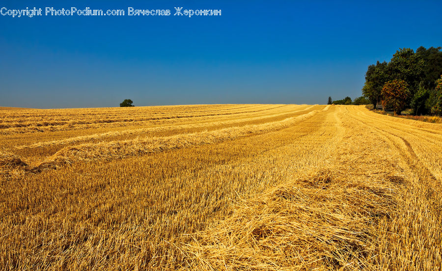Countryside, Harvest, Plant, Tree, Grain, Grass, Wheat