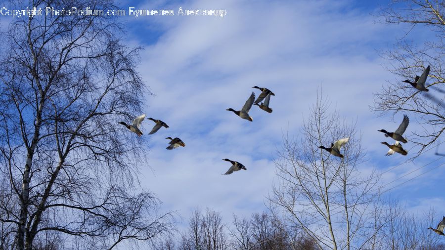 Bird, Goose, Waterfowl, Crane Bird, Heron, Seagull, Kite Bird