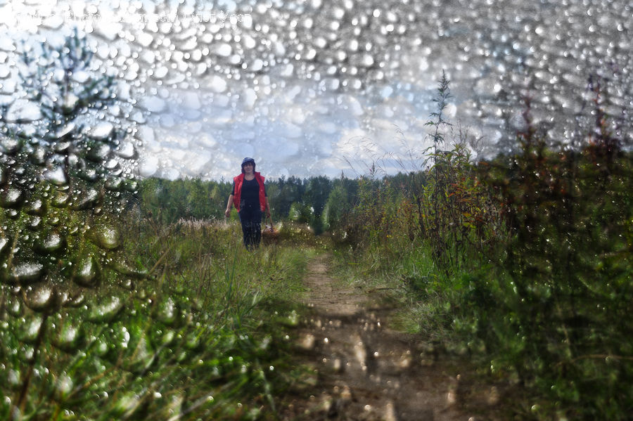 Leisure Activities, Walking, Dirt Road, Gravel, Road, Blossom, Flora