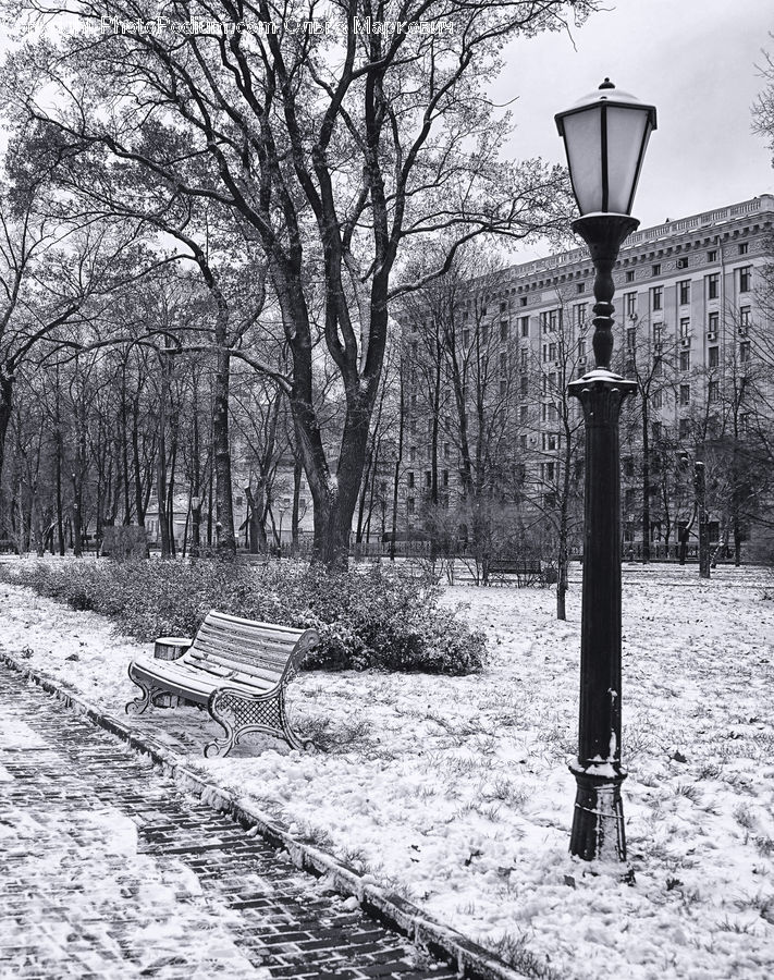 Bench, Park Bench, Plant, Tree, Lamp Post, Pole, Park