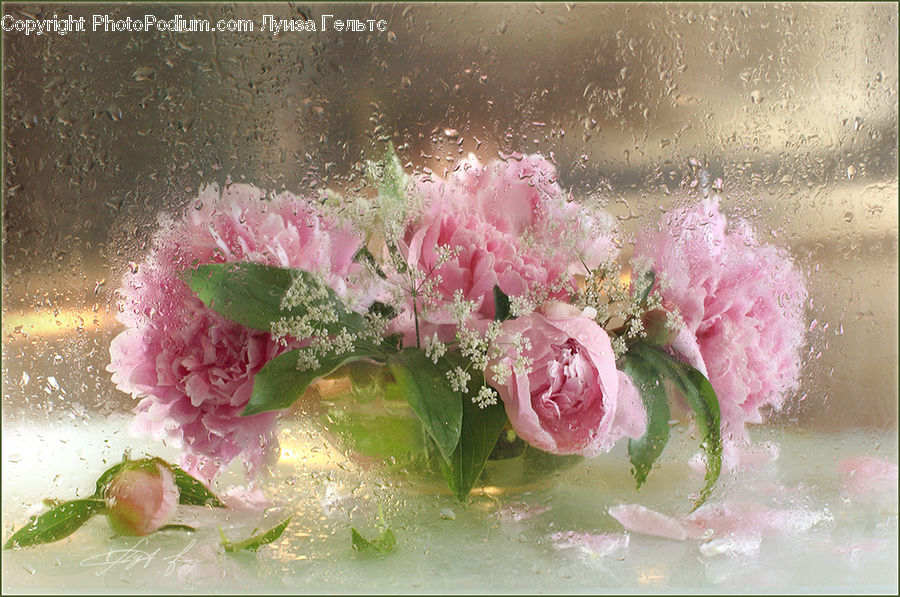 Blossom, Flower, Peony, Plant, Flora, Accessories, Flower Arrangement