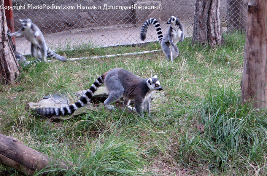 Animal, Lemur, Mammal, Monkey, Wildlife, Reptile, Tortoise