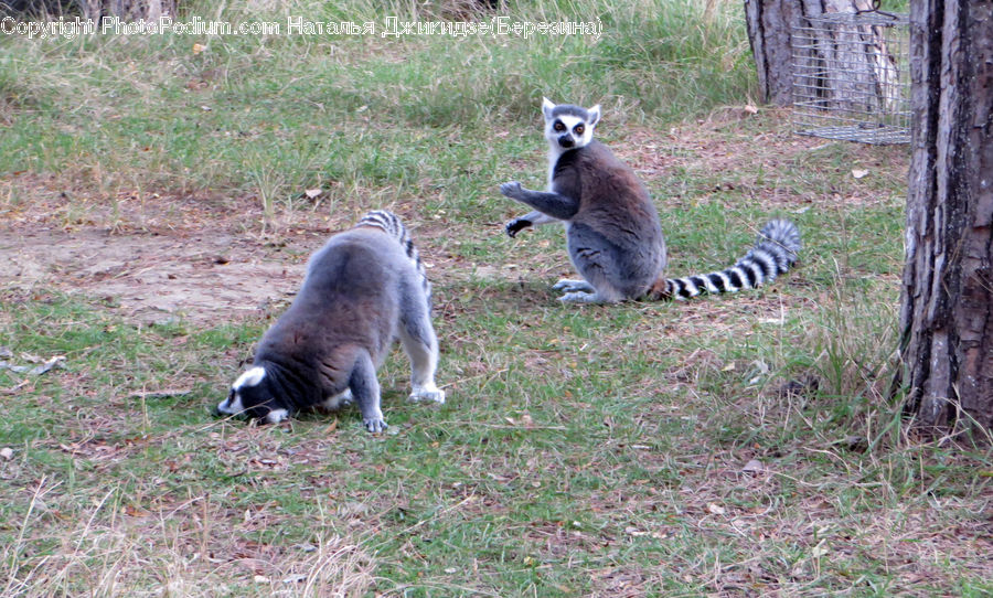 Animal, Kangaroo, Mammal, Wallaby, Lemur, Monkey, Wildlife