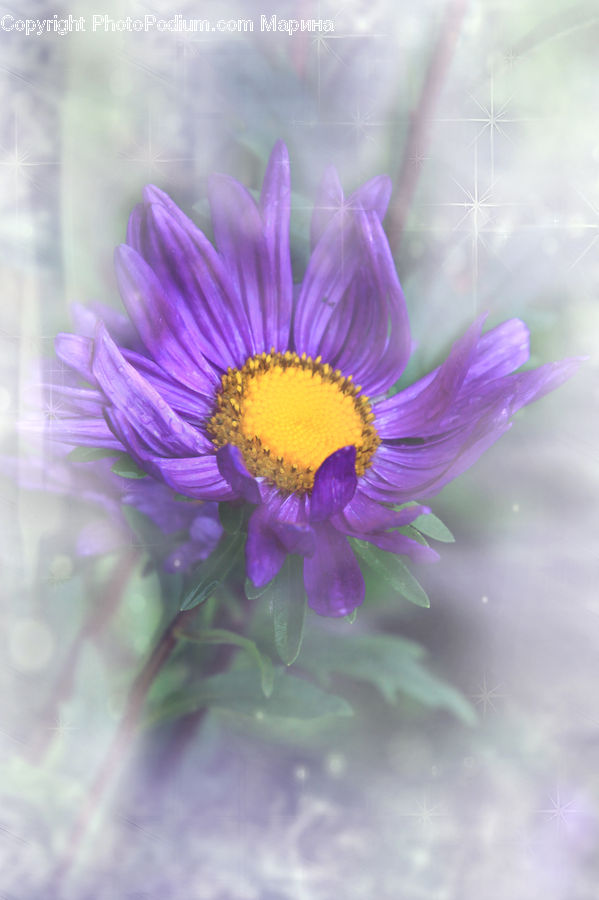 Cosmos, Daisies, Daisy, Flower, Plant, Aster, Blossom