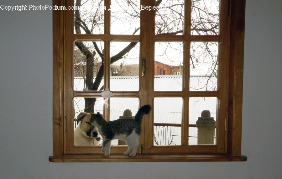 Window, Animal, Canine, Dog, Husky, Mammal, Pet
