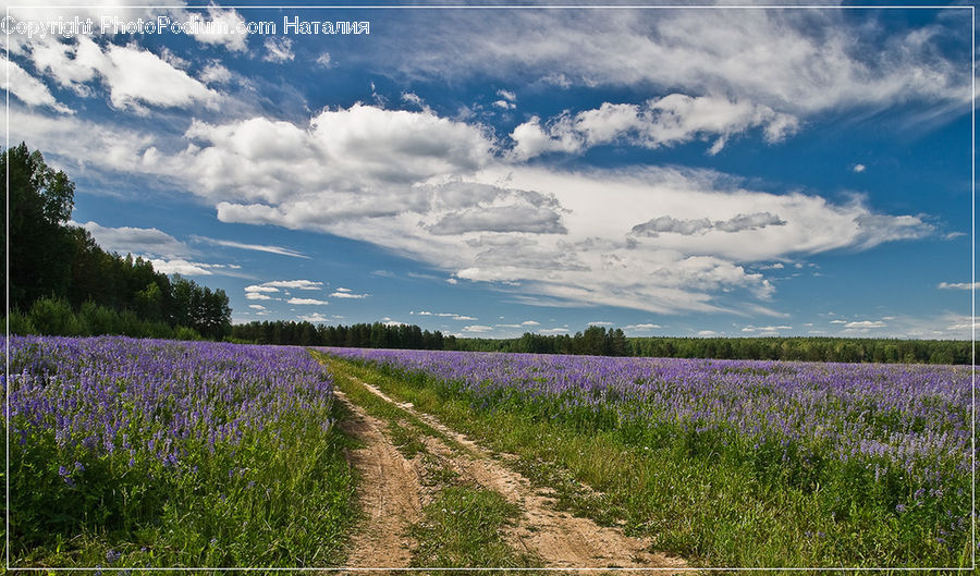 Lavender, Plant, Dirt Road, Gravel, Road, Field, Grass