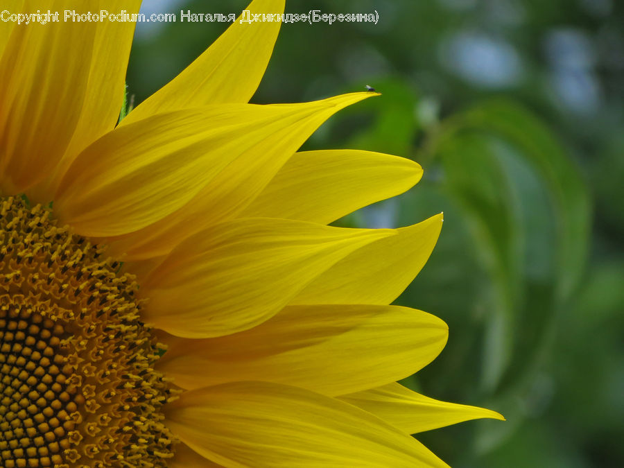 Blossom, Flora, Flower, Plant, Sunflower, Daisies, Daisy