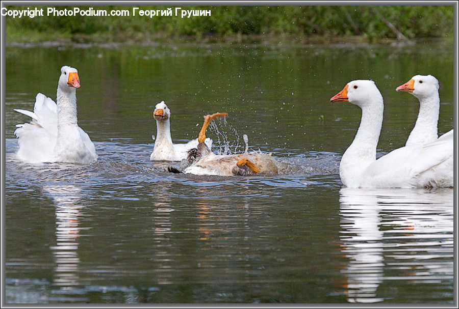 Bird, Goose, Waterfowl, Swan, Duck, Teal, Pelican