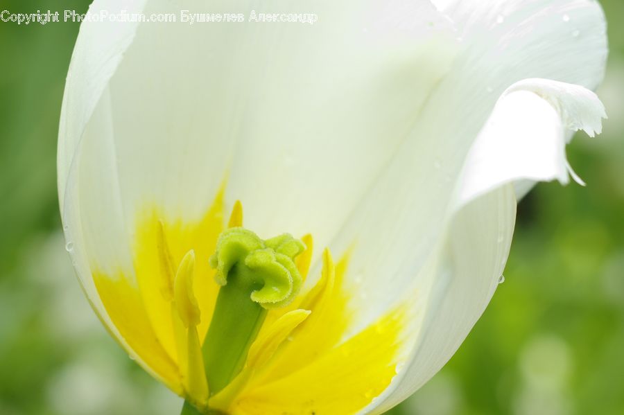 Blossom, Flora, Flower, Petal, Plant, Tulip, Crocus