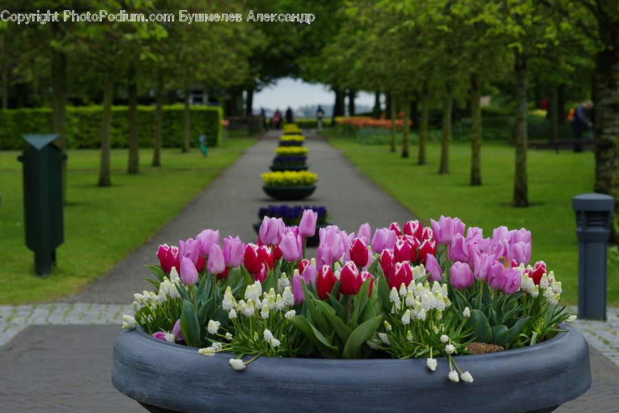 Plant, Potted Plant, Blossom, Flora, Flower, Tulip, Garden