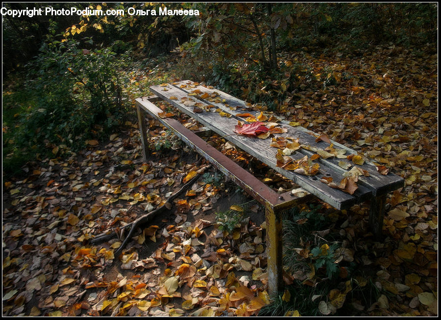 Bench, Dirt Road, Gravel, Ground, Soil, Moss, Plant