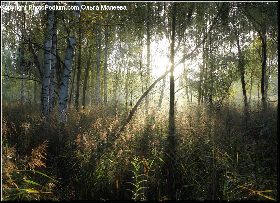 Plant, Potted Plant, Forest, Vegetation, Field, Grass, Grassland