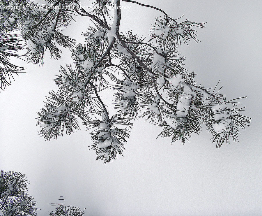 Conifer, Fir, Plant, Tree, Frost, Ice, Outdoors