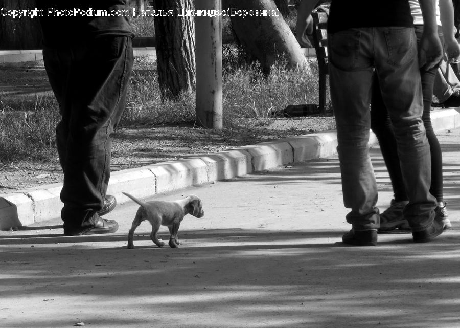 Human, People, Person, Leisure Activities, Walking, Animal, Bench