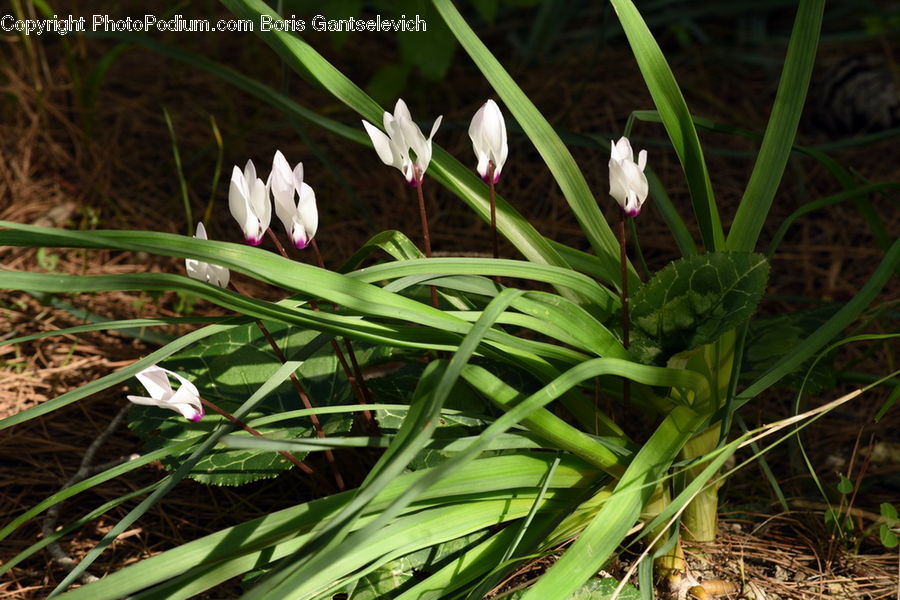 Amaryllidaceae, Blossom, Flower, Plant, Flora, Gladiolus, Fiber