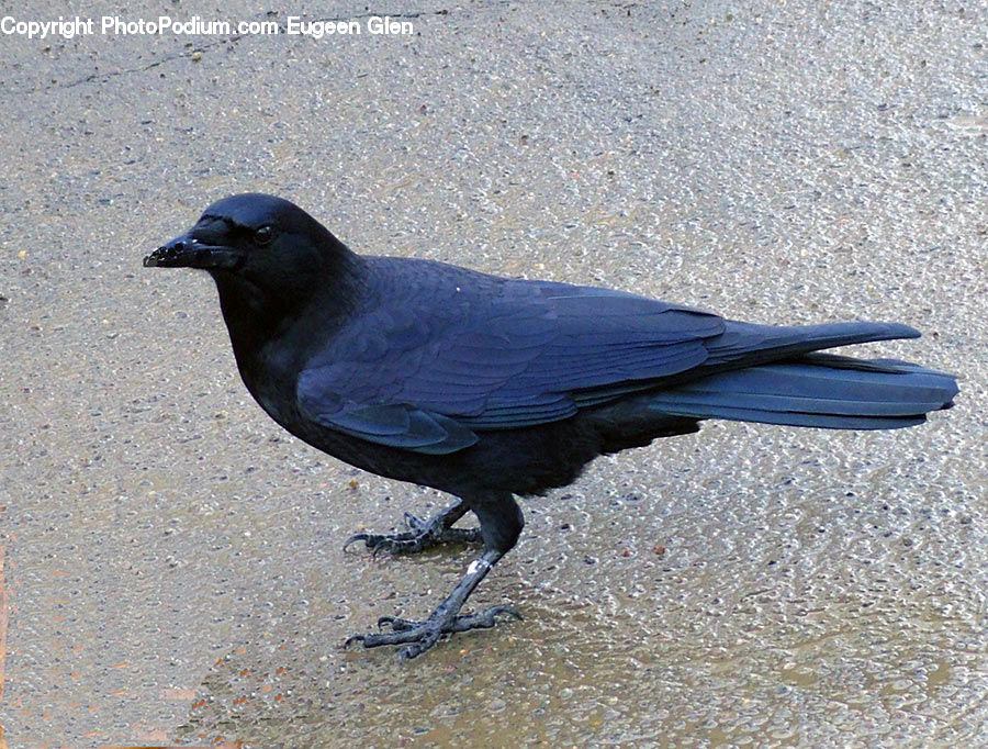 Bird, Blackbird, Crow, Amphibian, Salamander, Wildlife, Alligator