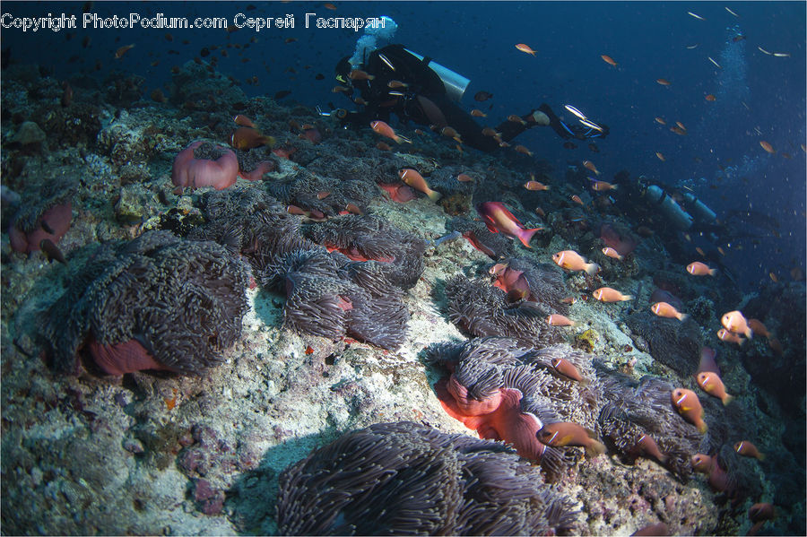 Coral Reef, Outdoors, Reef, Sea, Sea Life, Water, Alcyonacea