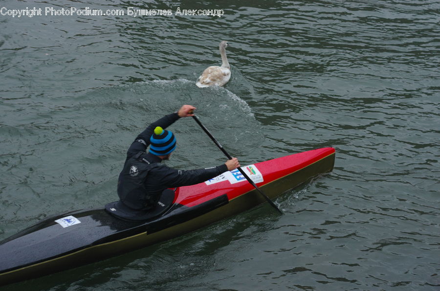 Boat, Canoe, Rowboat, Paddle, Racket, Bird, Swan