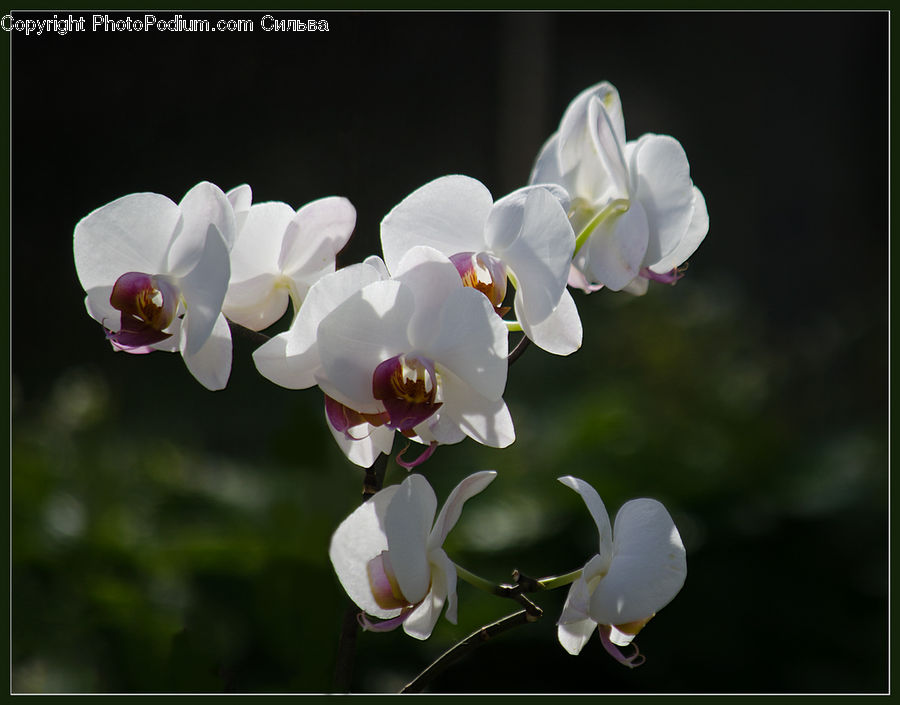 Blossom, Flora, Flower, Orchid, Plant, Petal, Cherry Blossom