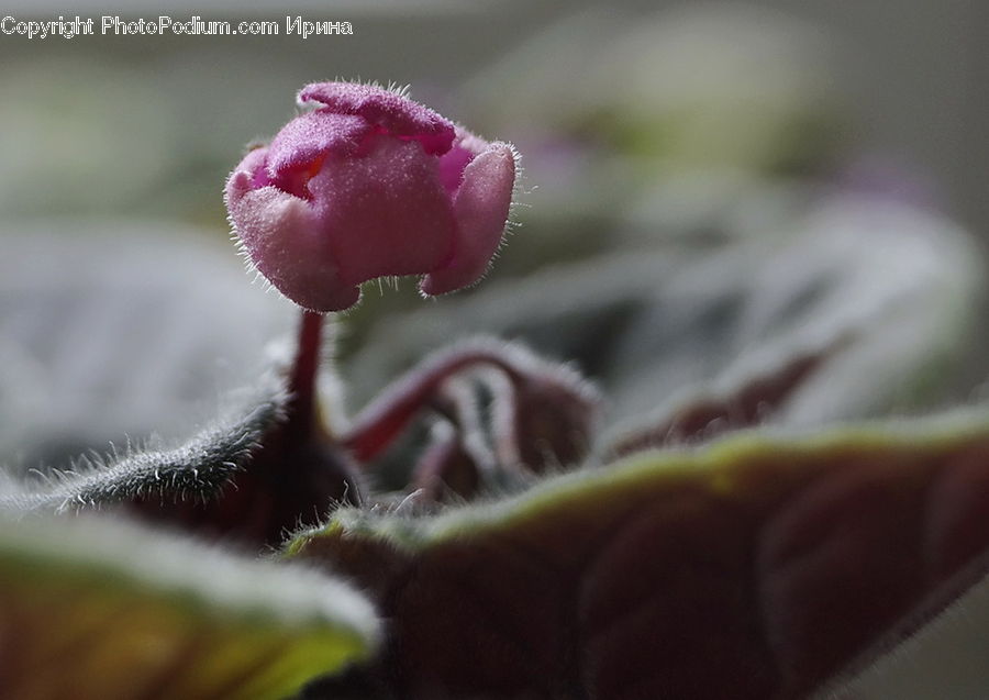 Bud, Plant, Blossom, Flora, Flower, Carnation