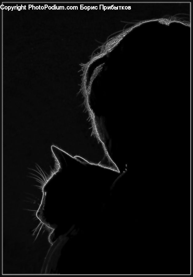 Silhouette, Person, Portrait, Cat