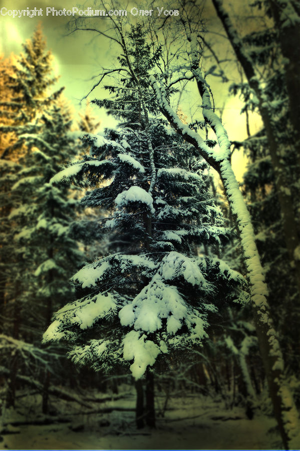 Conifer, Fir, Plant, Tree, Weed, Pine, Spruce