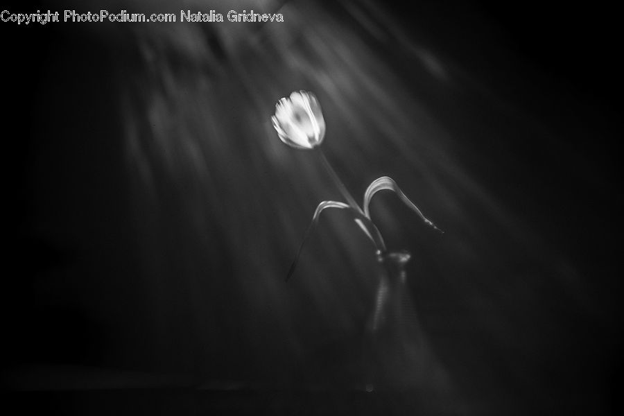 Lighting, Anther, Flower, Petal, Plant, Blossom, Flora