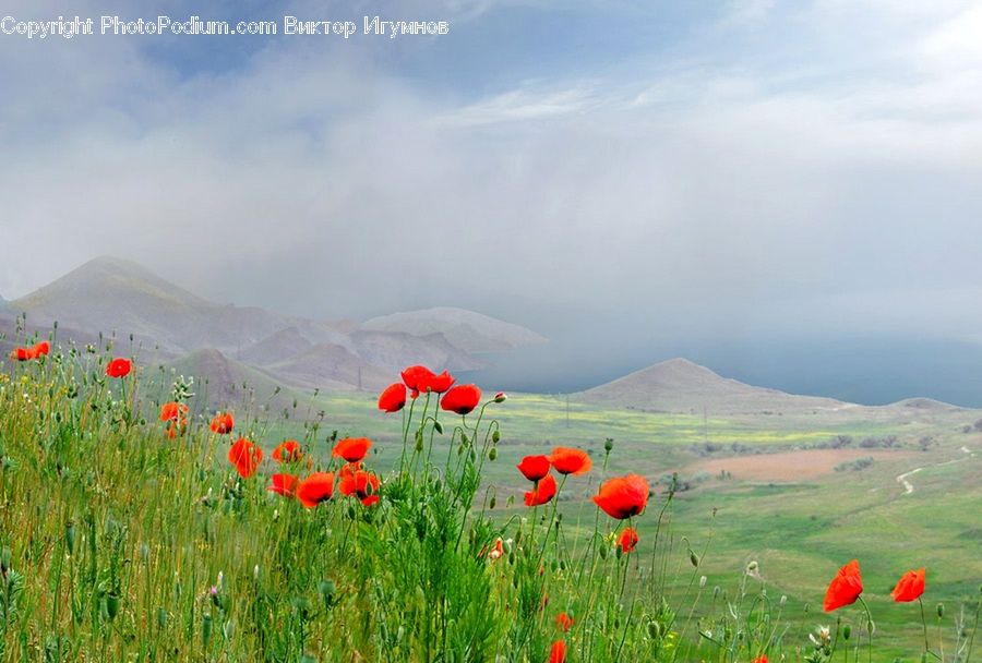 Blossom, Flora, Flower, Plant, Poppy, Field, Grass