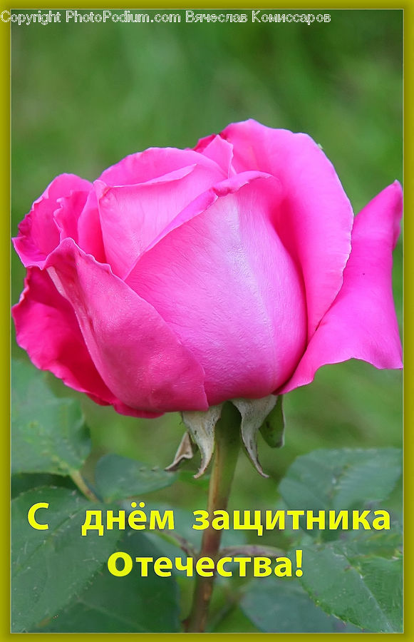 Blossom, Flower, Plant, Rose, Peony, Flora, Carnation