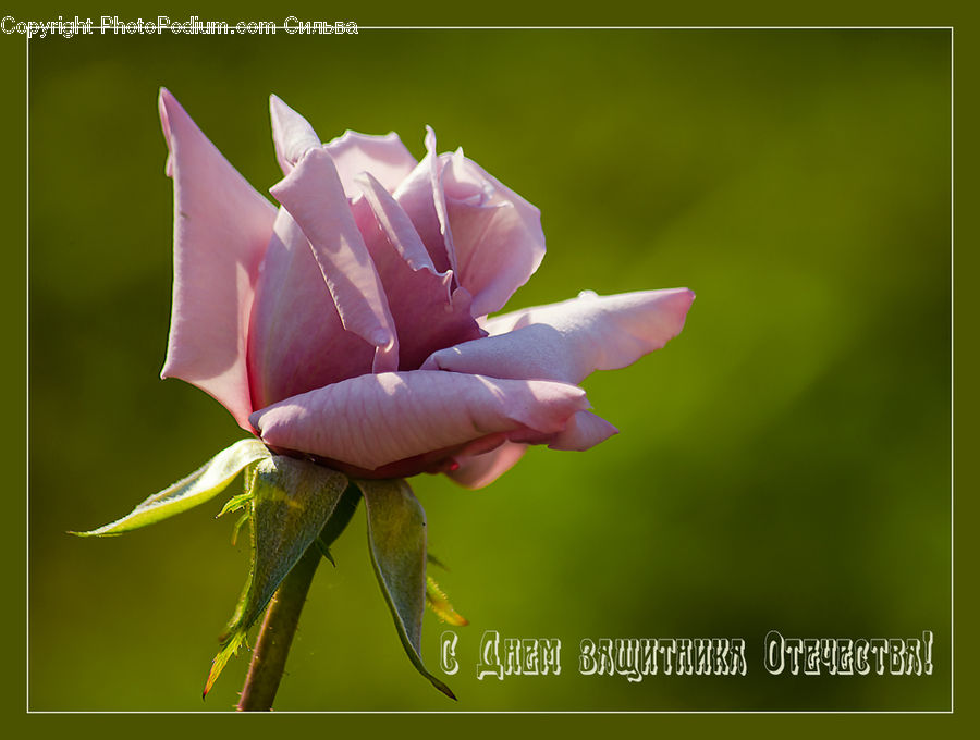Blossom, Flora, Flower, Plant, Gladiolus, Geranium, Carnation