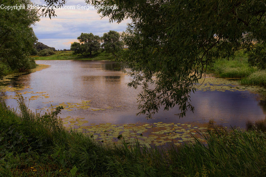 Outdoors, Pond, Water, Grass, Plant, Reed, Land