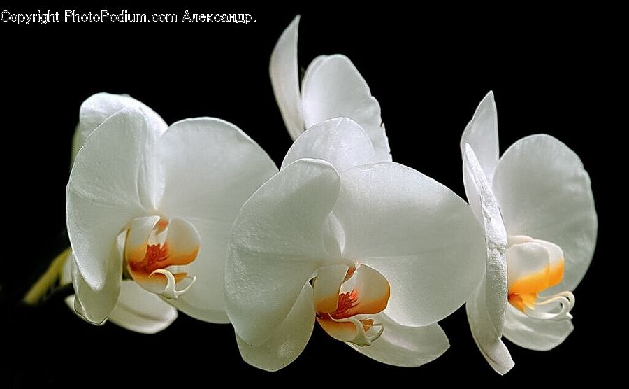 Blossom, Flora, Flower, Orchid, Plant, Petal, Egg
