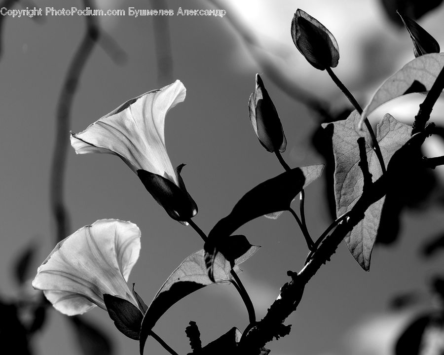 Blossom, Flora, Flower, Plant, Vine, Silhouette, Bird