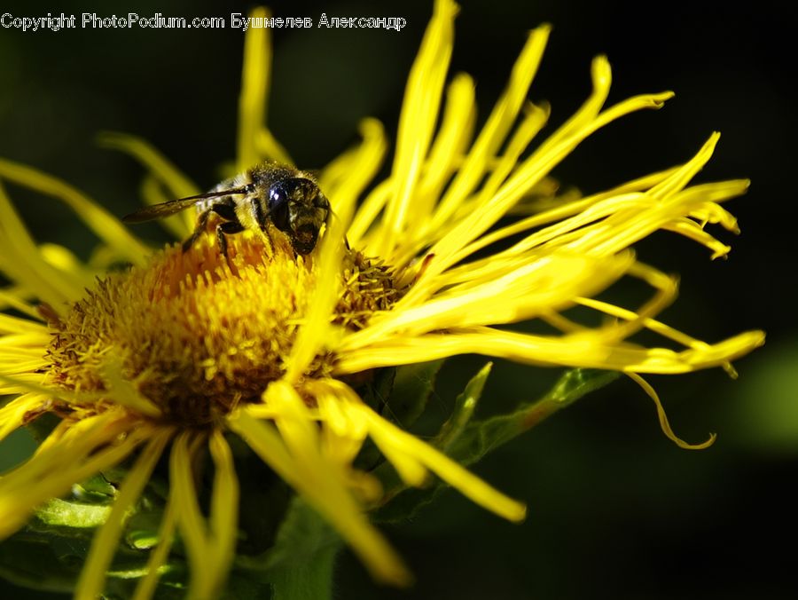 Bee, Insect, Invertebrate, Apidae, Bumblebee, Asteraceae, Blossom