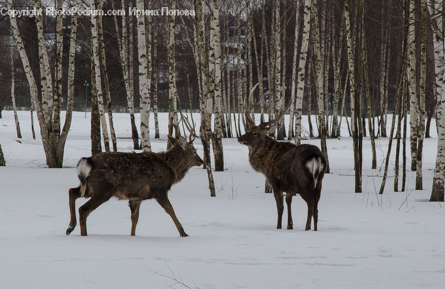 Birch, Tree, Wood, Animal, Mammal, Moose, Deer