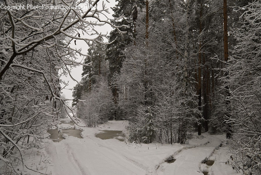 Ice, Outdoors, Snow, Forest, Vegetation, Path, Trail
