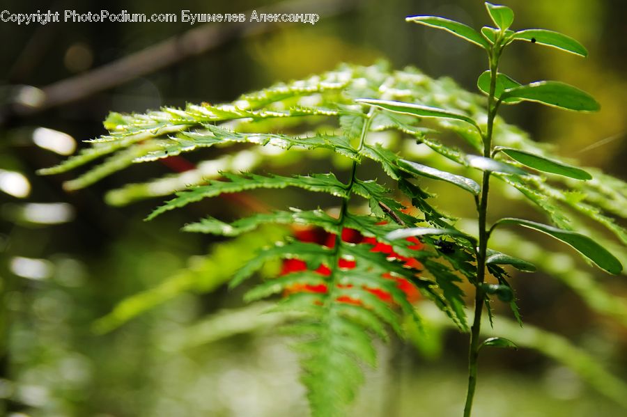 Fern, Plant, Conifer, Fir, Tree, Blossom, Flora